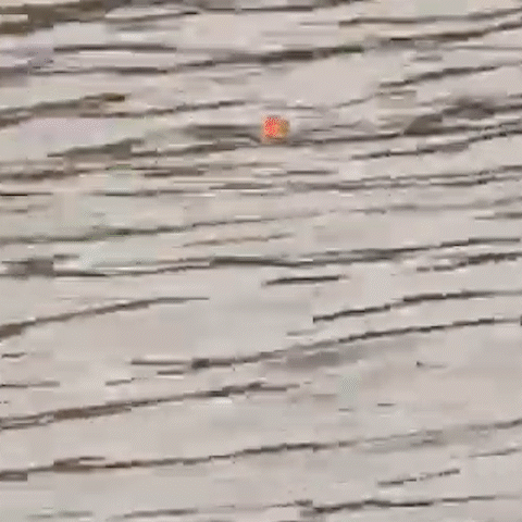 Embedded GIF